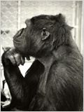 Koko, le gorille qui parle : Affiche