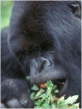 Les Derniers Gorilles : Affiche